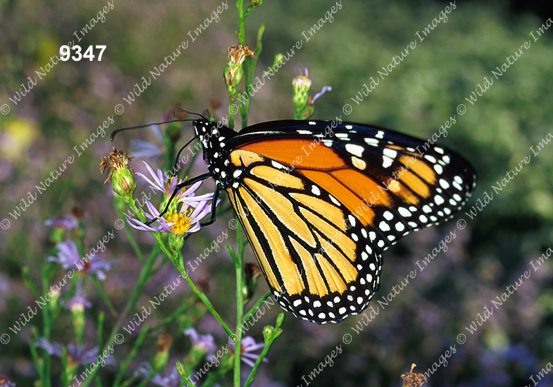 Monarch (Danaus plexippus)